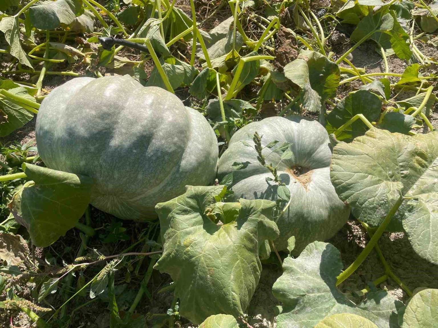 hayvan-gubresiyle-40-kilograma-ulasan-kabaklarini-tasimakta-zorlandi