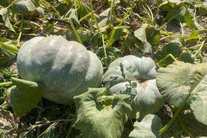 hayvan-gubresiyle-40-kilograma-ulasan-kabaklarini-tasimakta-zorlandi