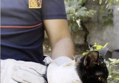 plastik-kapaga-sikisan-yavru-kedi-kurtarildi