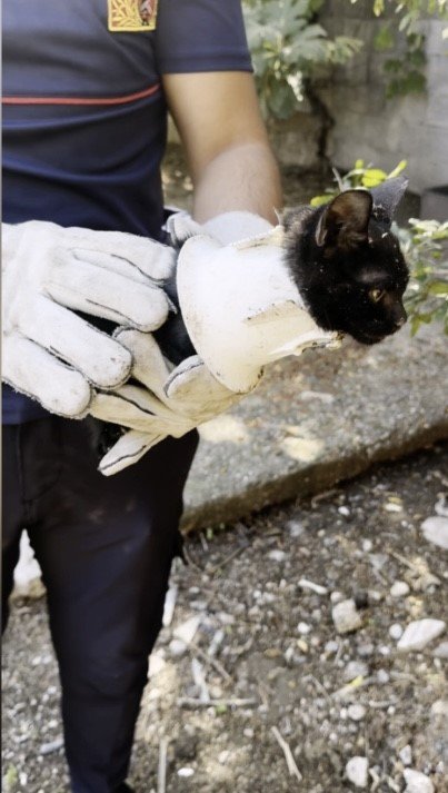 plastik-kapaga-sikisan-yavru-kedi-kurtarildi