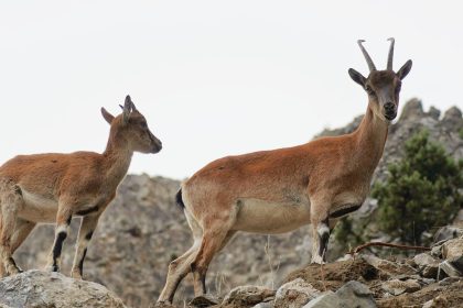 pozantida-yaban-kecileri-goruntulendi