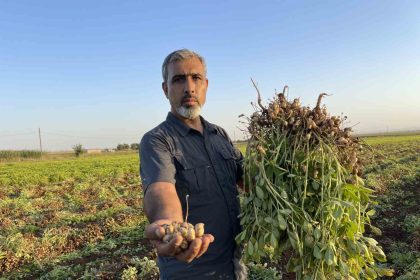 sanliurfada-pamuk-yerini-yer-fistigina-birakiyor