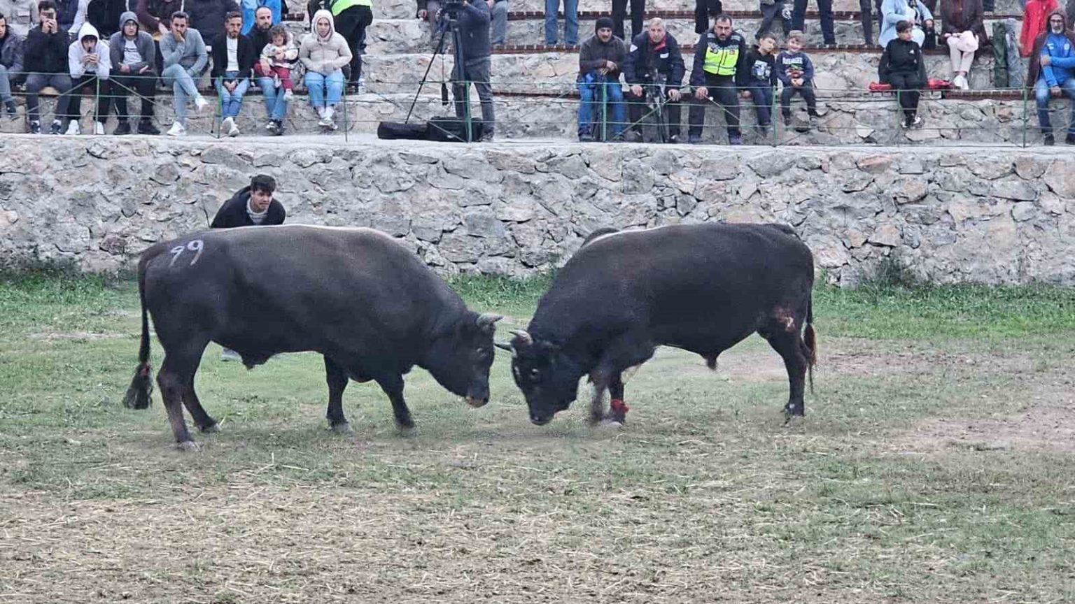 sap-hastaligi-nedeniyle-ertelenen-ardanuc-boga-guresleri-festivali-sona-erdi