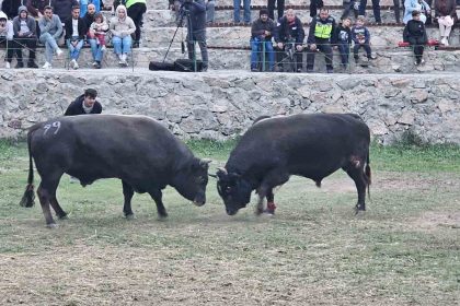 sap-hastaligi-nedeniyle-ertelenen-ardanuc-boga-guresleri-festivali-sona-erdi