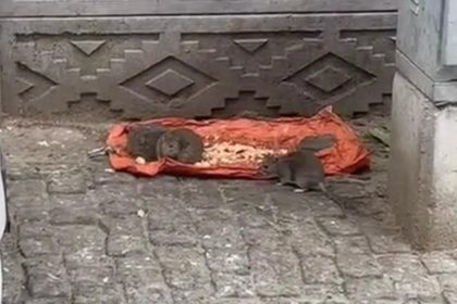 tekirdagda-vatandaslar-tedirgin-fareler-sokaklari-basti