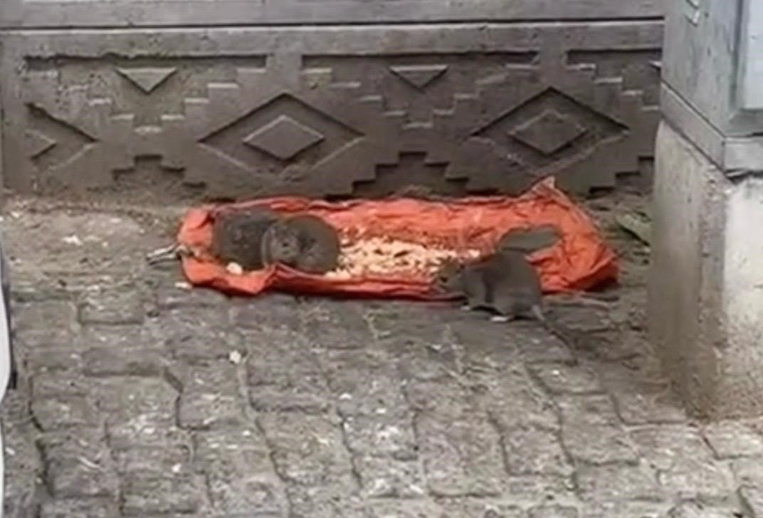 tekirdagda-vatandaslar-tedirgin-fareler-sokaklari-basti