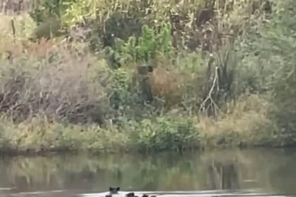 yaban-domuzlari-meric-nehri-uzerinden-yunanistana-gecti