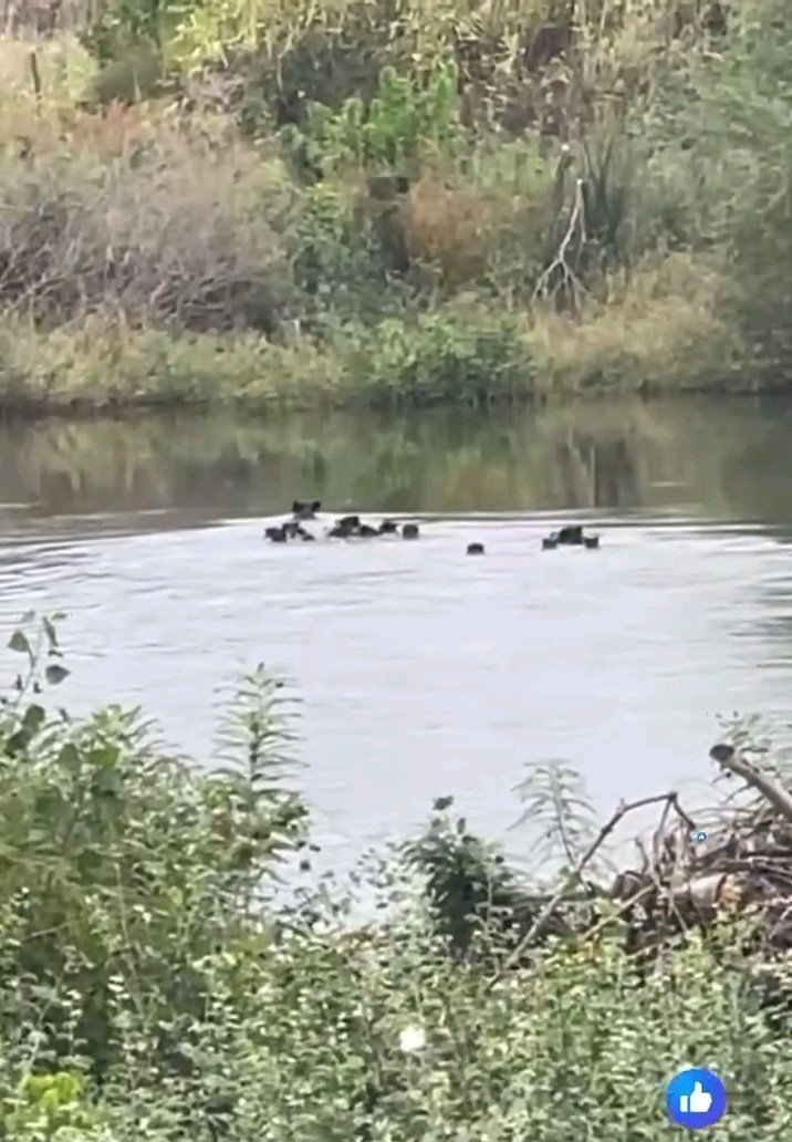 yaban-domuzlari-meric-nehri-uzerinden-yunanistana-gecti