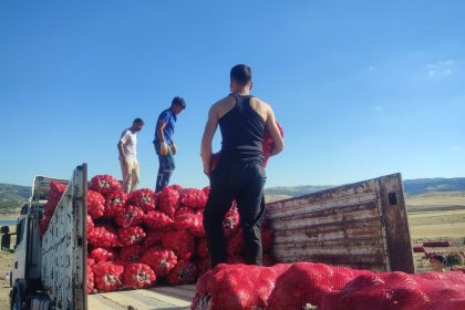 yozgatta-imece-usulu-sogan-hasadi-hem-emek-hem-zaman-tasarrufu-sagliyor