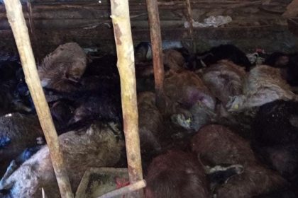 agila-yildirim-dustu-45-kucukbas-hayvan-telef-oldu