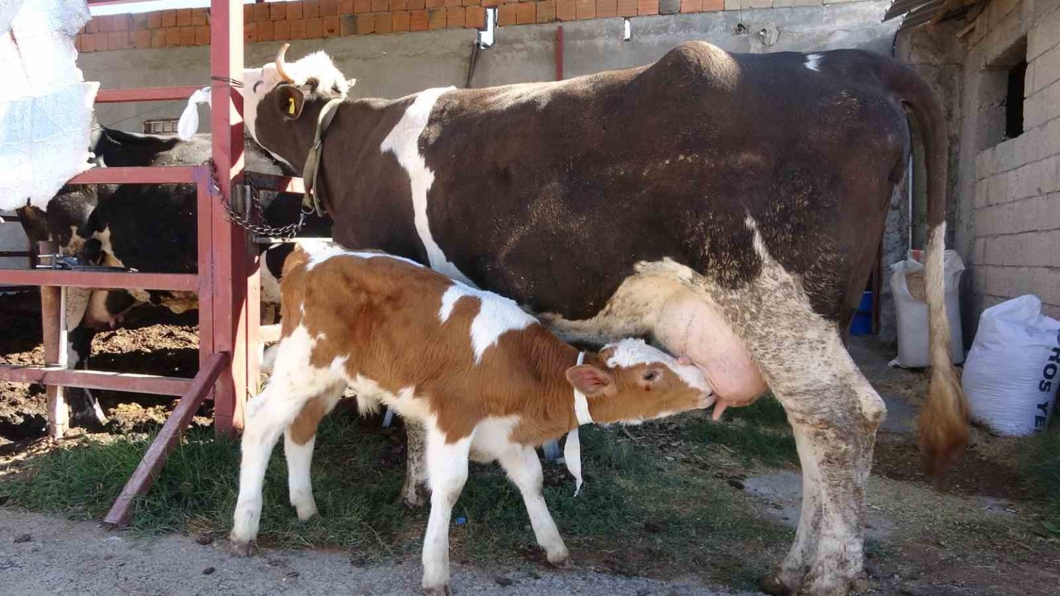 calinan-buzagi-annesine-kavustu