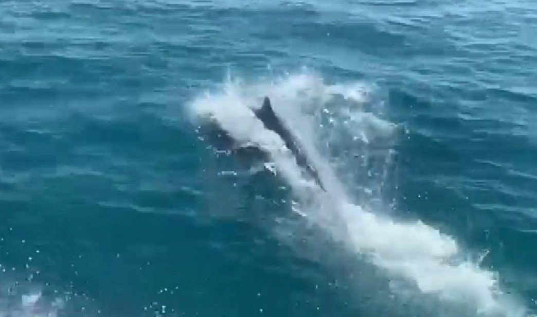 deniz-polisinin-devriyesine-yunuslareslik-etti