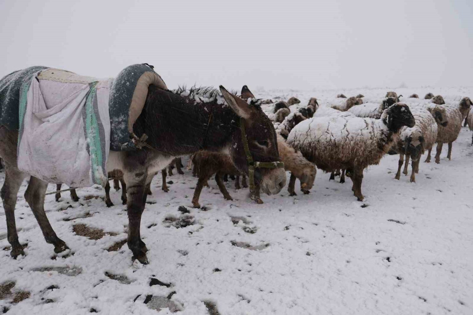 gocerler-kara-yaylada-yakalandi