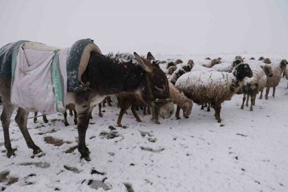 gocerler-kara-yaylada-yakalandi