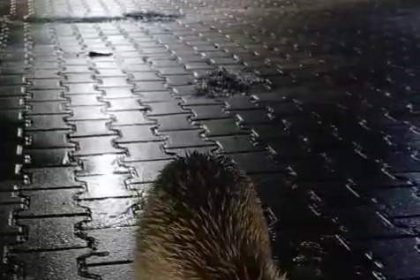 karabukte-tir-surucusu-tilkiyi-ekmekle-besledi