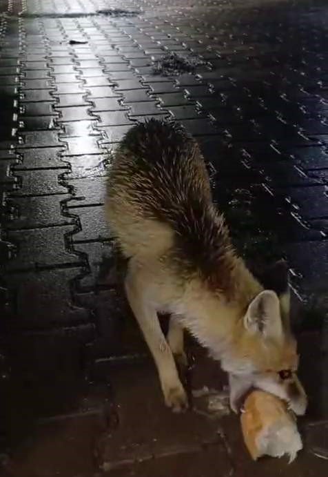 karabukte-tir-surucusu-tilkiyi-ekmekle-besledi