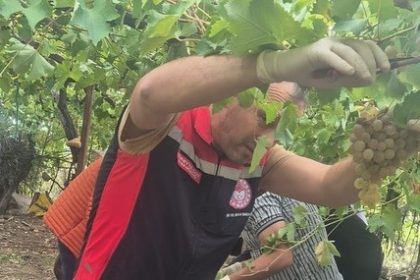 muglada-hasat-oncesi-denetimlerde-yasakli-maddeye-gecit-yok