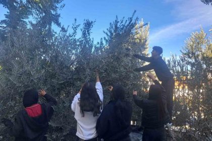 ogrenciler-zeytin-hasadiyla-uretim-bilincini-ogreniyor