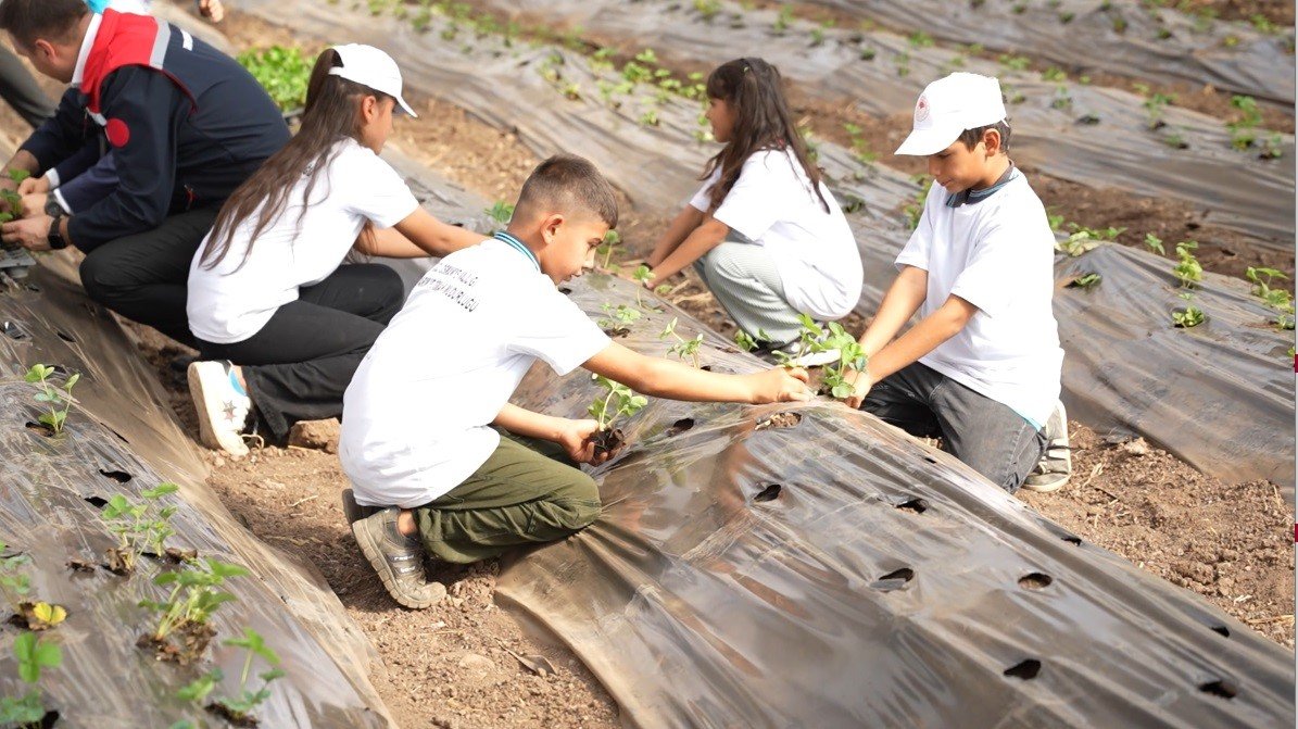 osmaniyede-minik-eller-topraga-dokundu-cilek-ekimi-yapti