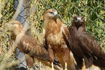 ozgurluk-icin-gun-sayiyorlar