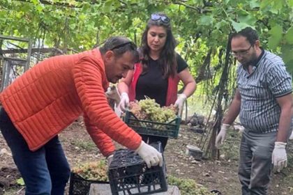 seydikemerde-bazi-uzumlerde-yasakli-aktif-madde-tespit-edildi