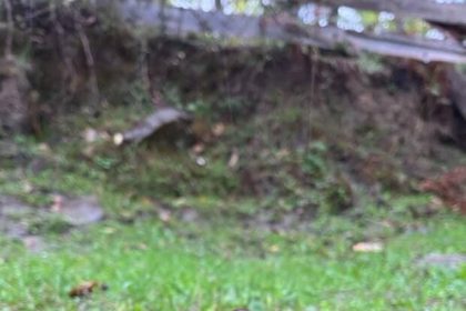 turkelide-kestane-sezonunda-vatandaslar-ormana-akin-etti