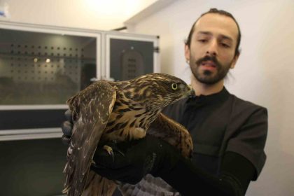 uzmani-uyardi-buldugunuz-yarali-yabani-hayvanlara-dokunmayin