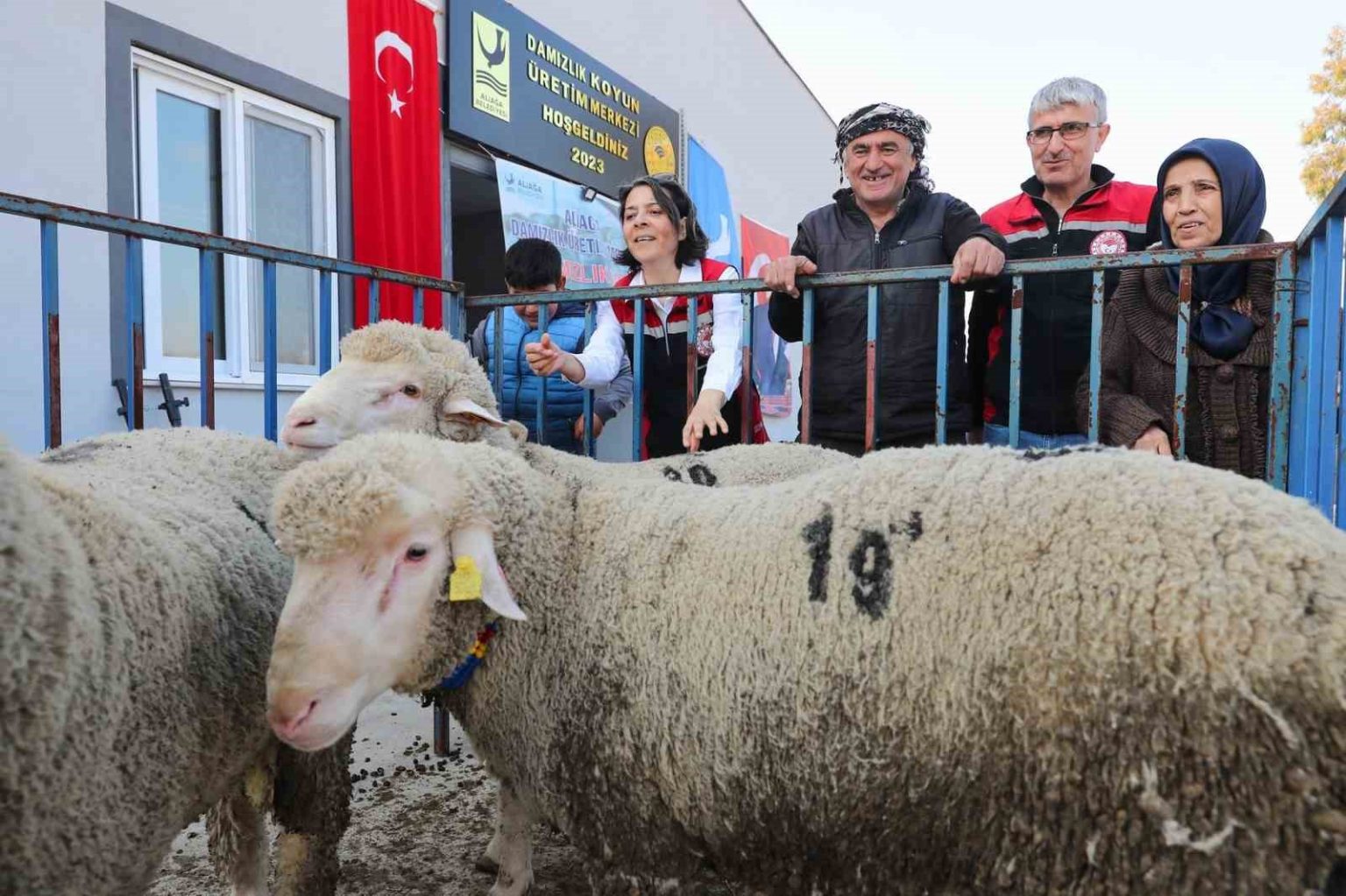 aliaga-belediyesinden-ureticiye-damizlik-koyun-destegi