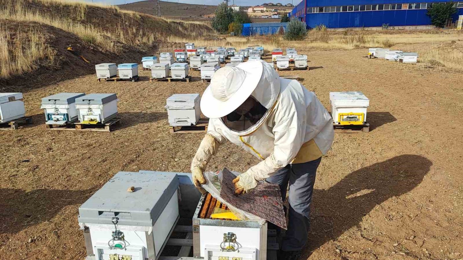 ariciliga-yeni-basladi-dogada-insan-ayagi-degmeyen-yerde-bal-uretiyor