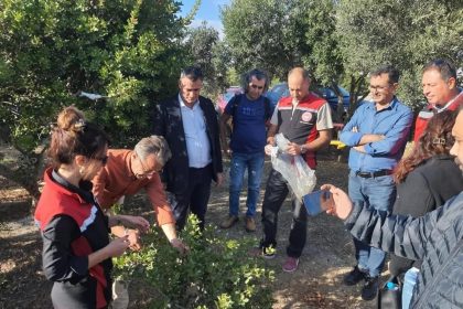 aydinda-sakiz-agaci-uretimi-yayginlastirilacak