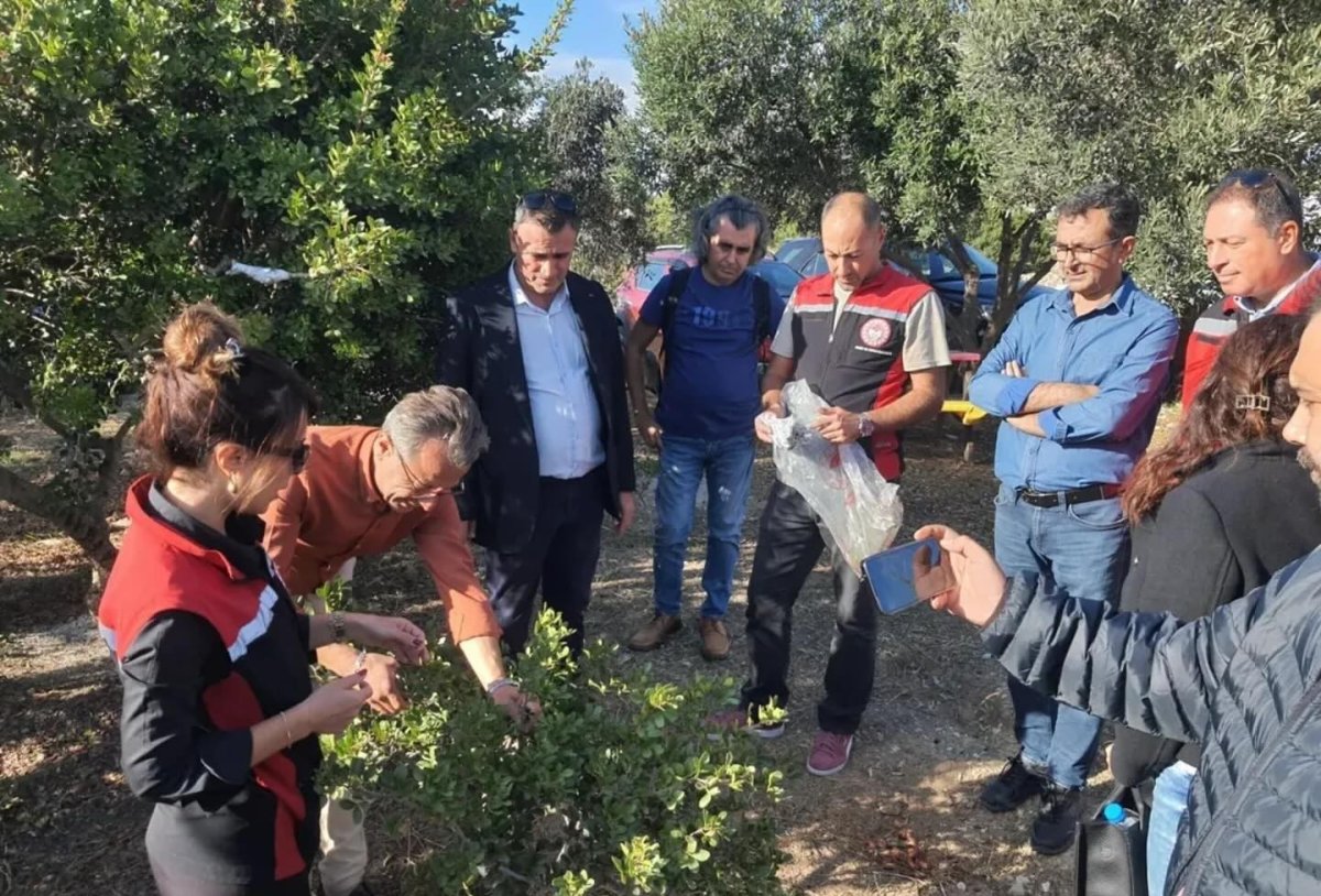 aydinda-sakiz-agaci-uretimi-yayginlastirilacak