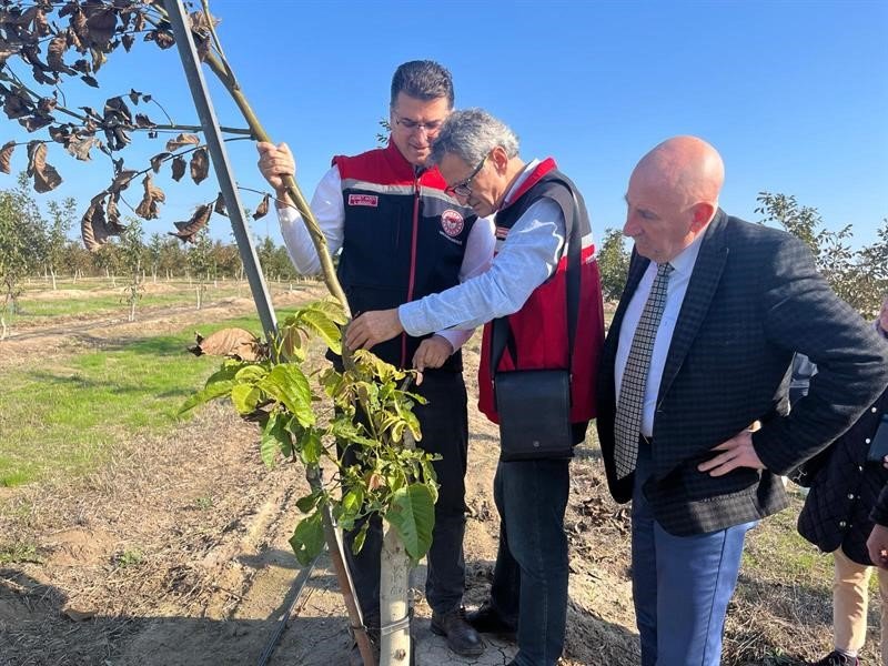 ceviz-bahceleri-buyuyor-uretici-yuzu-guluyor