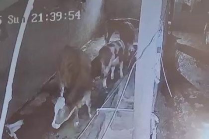 diyarbakirda-yildirim-hayvan-ciftligine-isabet-etti-3-inek-telef-oldu