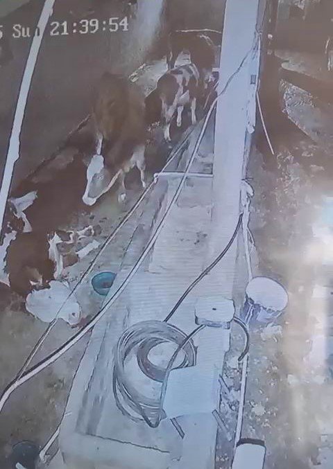 diyarbakirda-yildirim-hayvan-ciftligine-isabet-etti-3-inek-telef-oldu