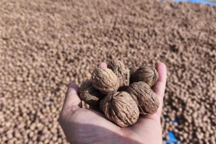 edirnede-ceviz-hasadi-basladi