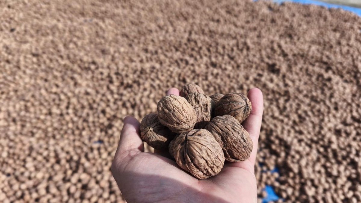 edirnede-ceviz-hasadi-basladi