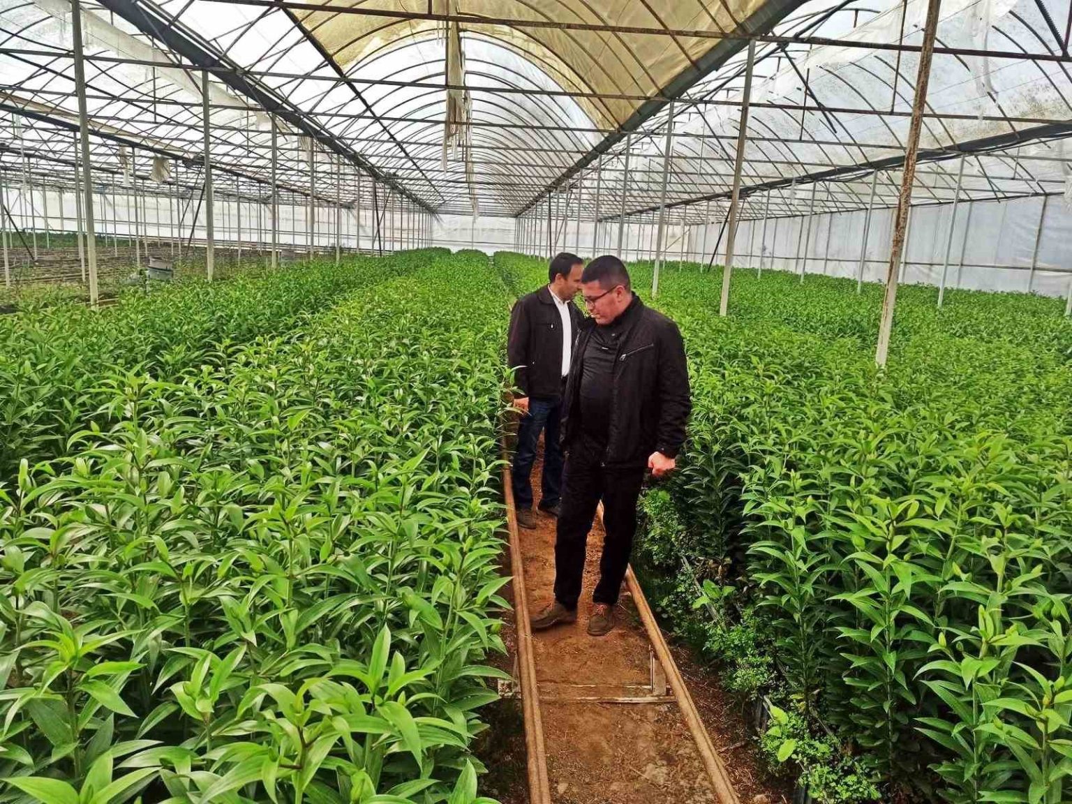 emette-ureticiler-icin-simavdaki-seralara-teknik-gezi