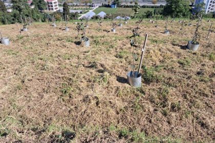 findikta-rekolte-ve-randiman-artiracak-calisma