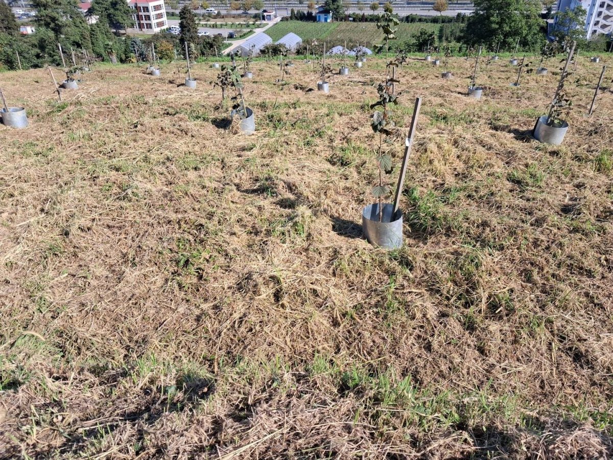 findikta-rekolte-ve-randiman-artiracak-calisma