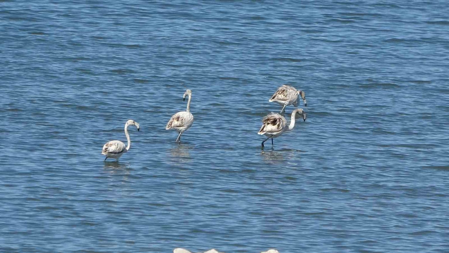 flamingolarin-yeni-gozdesi-iskele-sahili