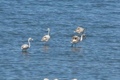 flamingolarin-yeni-gozdesi-iskele-sahili