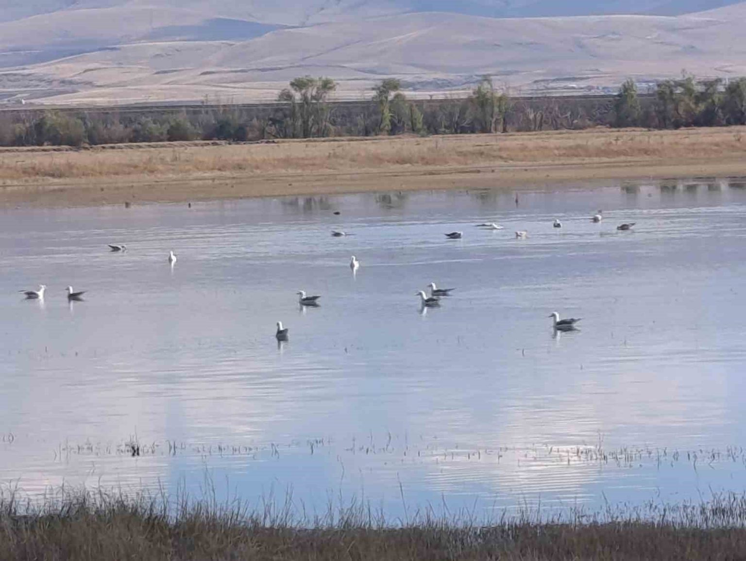 karsta-sulak-alanlar-yaban-kuslarini-agirliyor