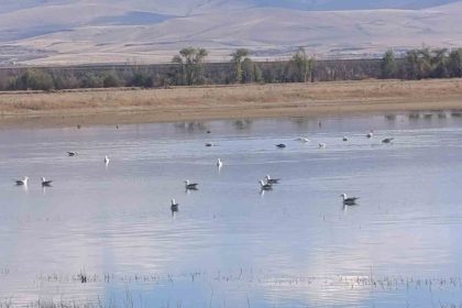 karsta-sulak-alanlar-yaban-kuslarini-agirliyor