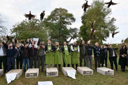 sinopta-250-sulun-kusu-dogaya-birakildi