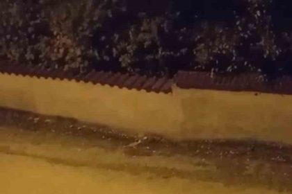 tilkilerin-sokaktaki-oyunlari-kameralara-yansidi