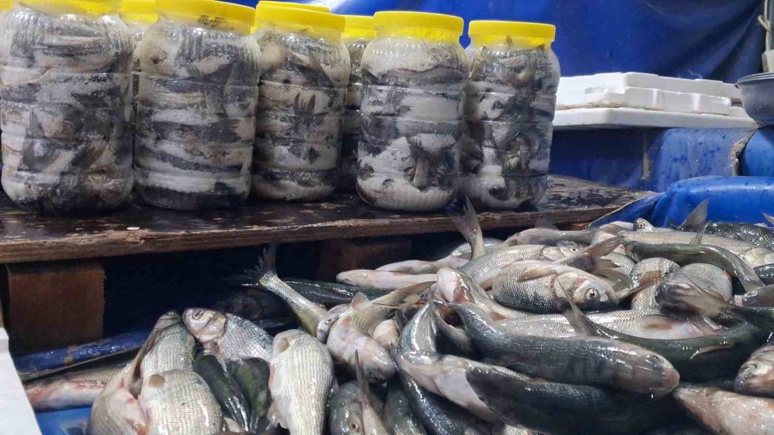 vanda-havalarin-sogumasiyla-inci-kefaline-ilgi-artti