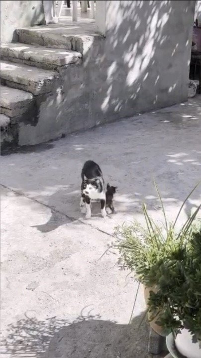 anne-kedinin-cukur-basindaki-nobeti-duygulandirdi