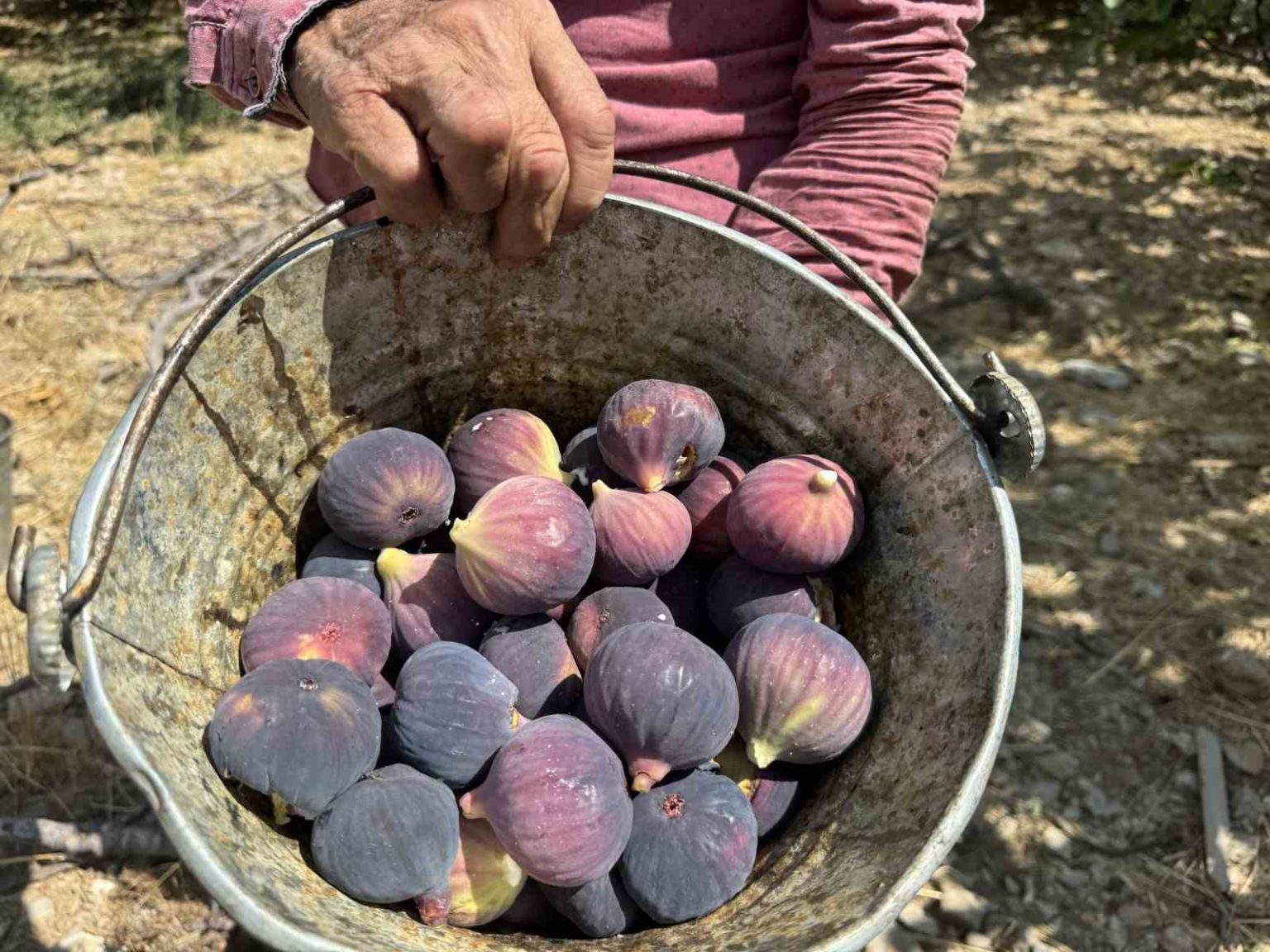 antalyada-siyah-incir-hasadinda-sona-gelindi
