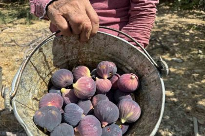 antalyada-siyah-incir-hasadinda-sona-gelindi