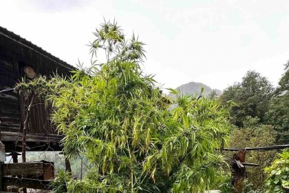 artvinde-uyusturucu-operasyonu-5-gozalti